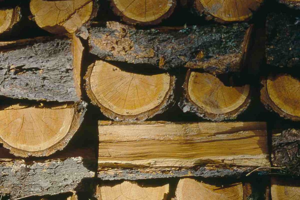 prévenir la mérule sur mon bois de chauffage