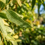 Moustique repoussé par l'odeur de l'eucalyptus citronné dans un jardin tropical.