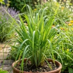 Plante de citronnelle luxuriante en jardin ensoleillé, éloignant naturellement les moustiques.